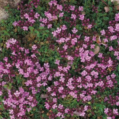 Picture of Thymus - Serpyllum (Creeping Thyme)